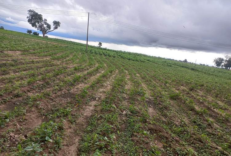 Nigeria village attack occurred in a rural part of Kaduna State similar to this landscape