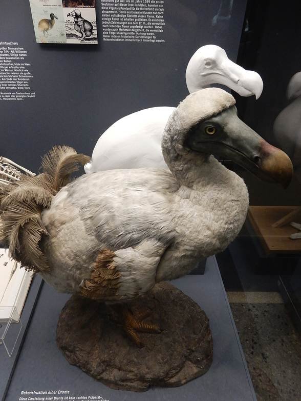 Dodo bird reconstruction model with gray plumage and a large curved beak in a museum display